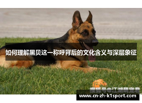 如何理解黑贝这一称呼背后的文化含义与深层象征 如何理解黑贝这一称呼背后的文化含义与深层象征